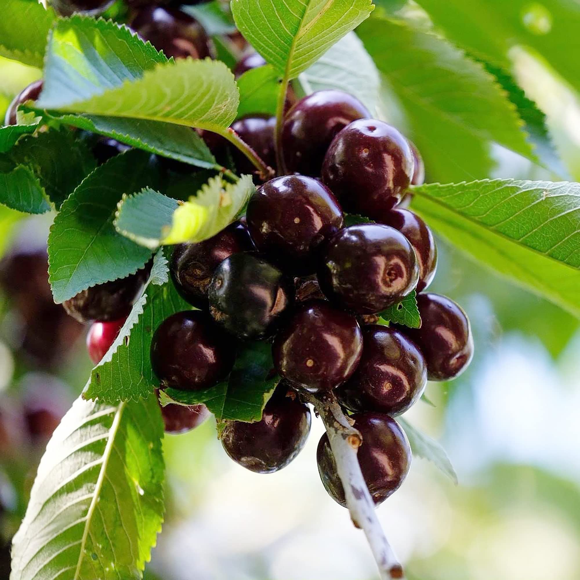 wild black cherry prunus serotina fruit plants high organic Fruit Seeds organic garden seeds