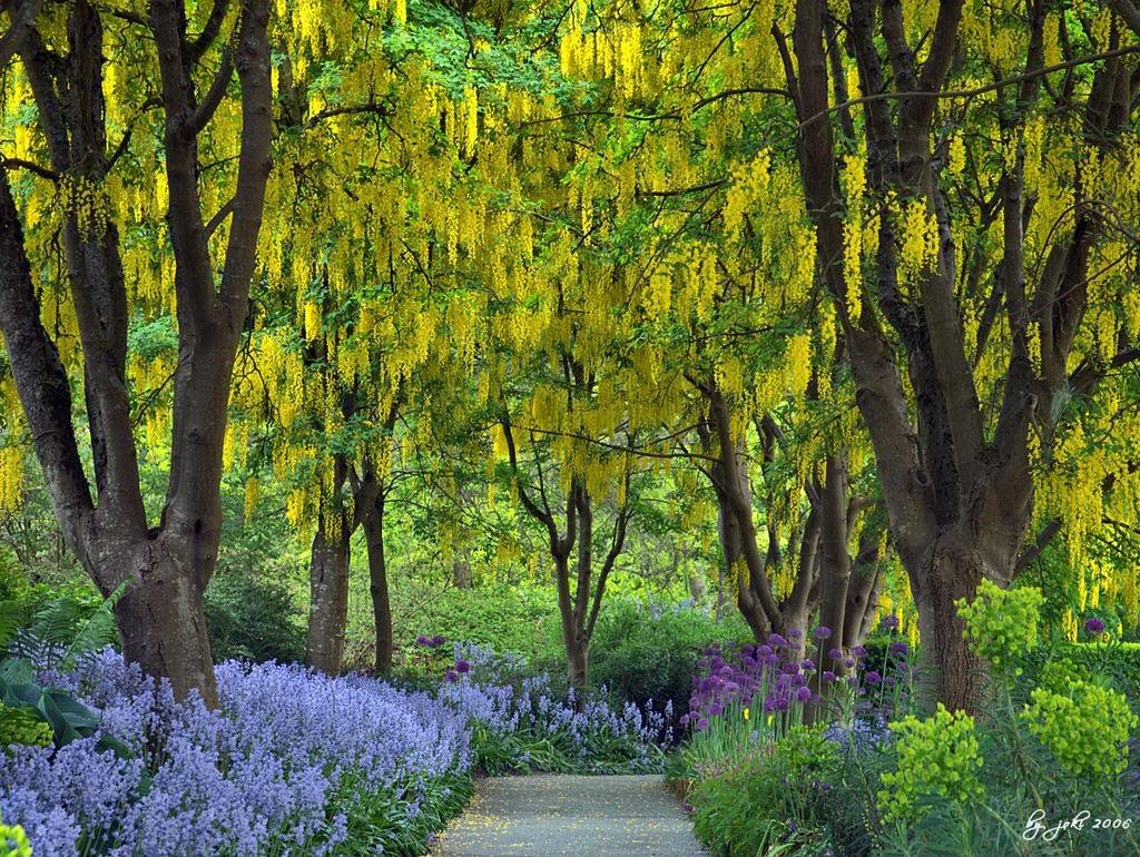 Golden Yellow Chain Tree Flowering Tree Laburnum Anagyroides Garden Flower Seeds