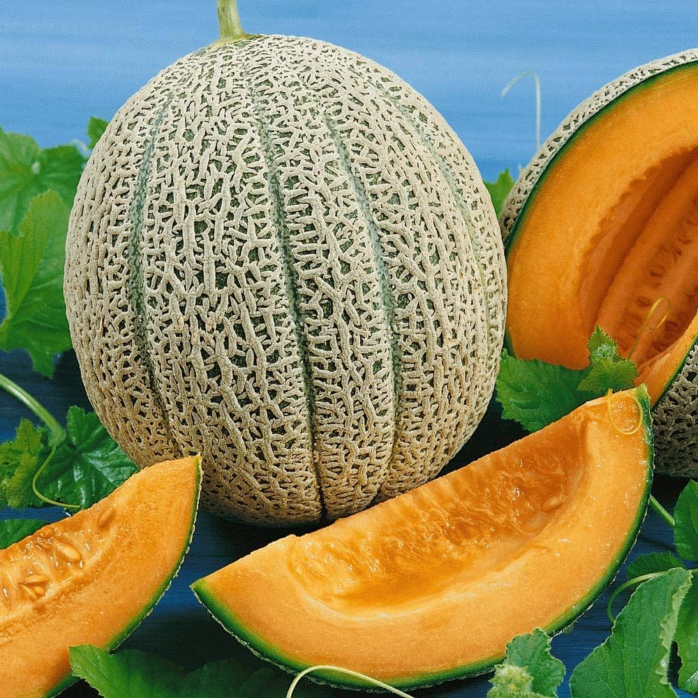 Hales Best Jumbo Melon Sweet
