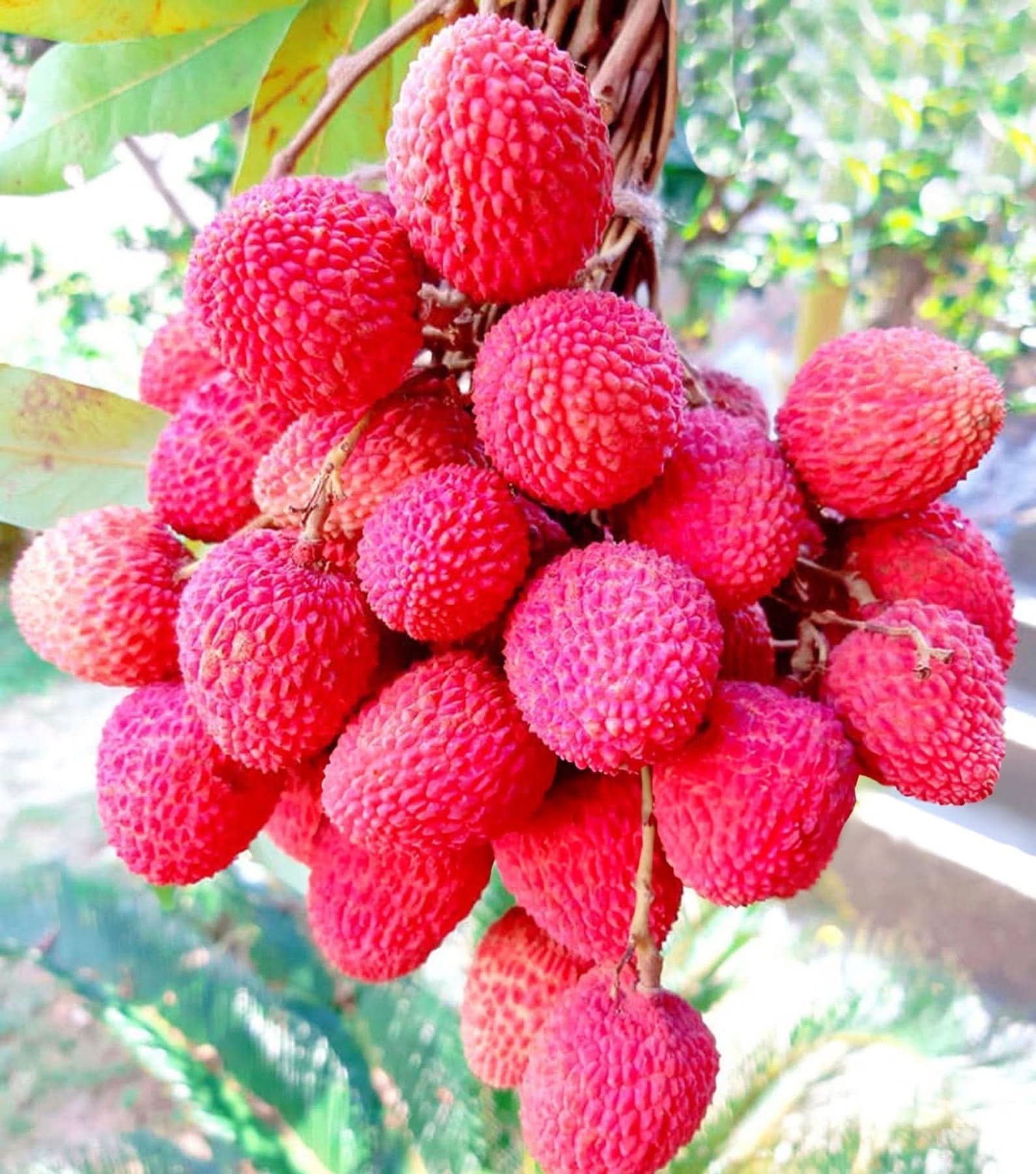 Red Lychee Fruit For Growing Sweet And Exotic Fruits For Kitchen Sowing Natural Fruit Seeds