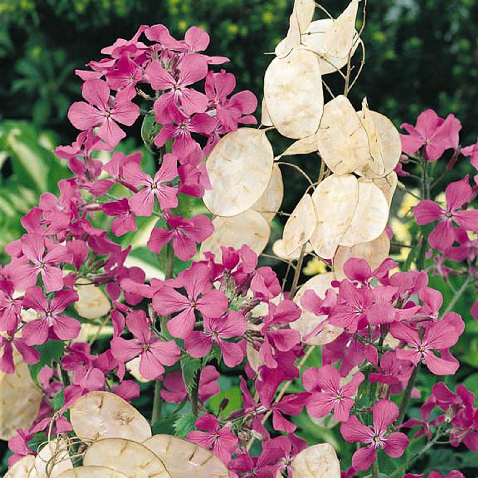 Silver Lunaria