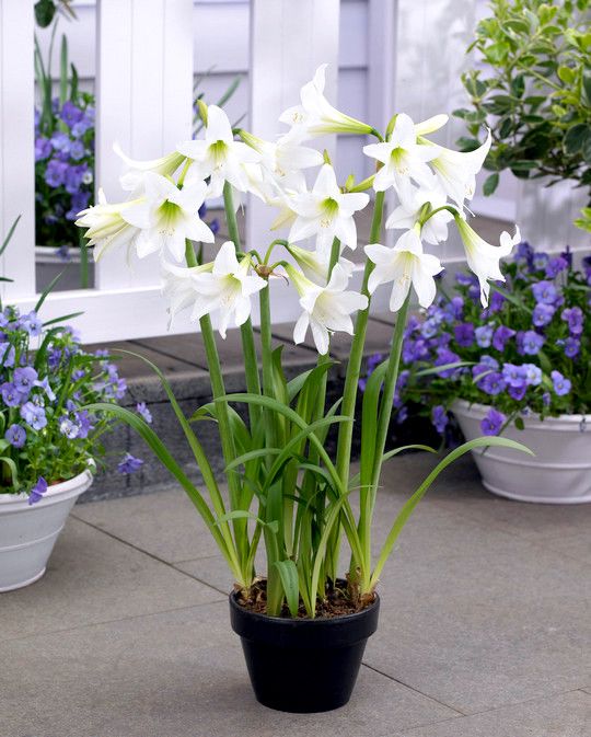 White Hippeastrum Flower Seeds