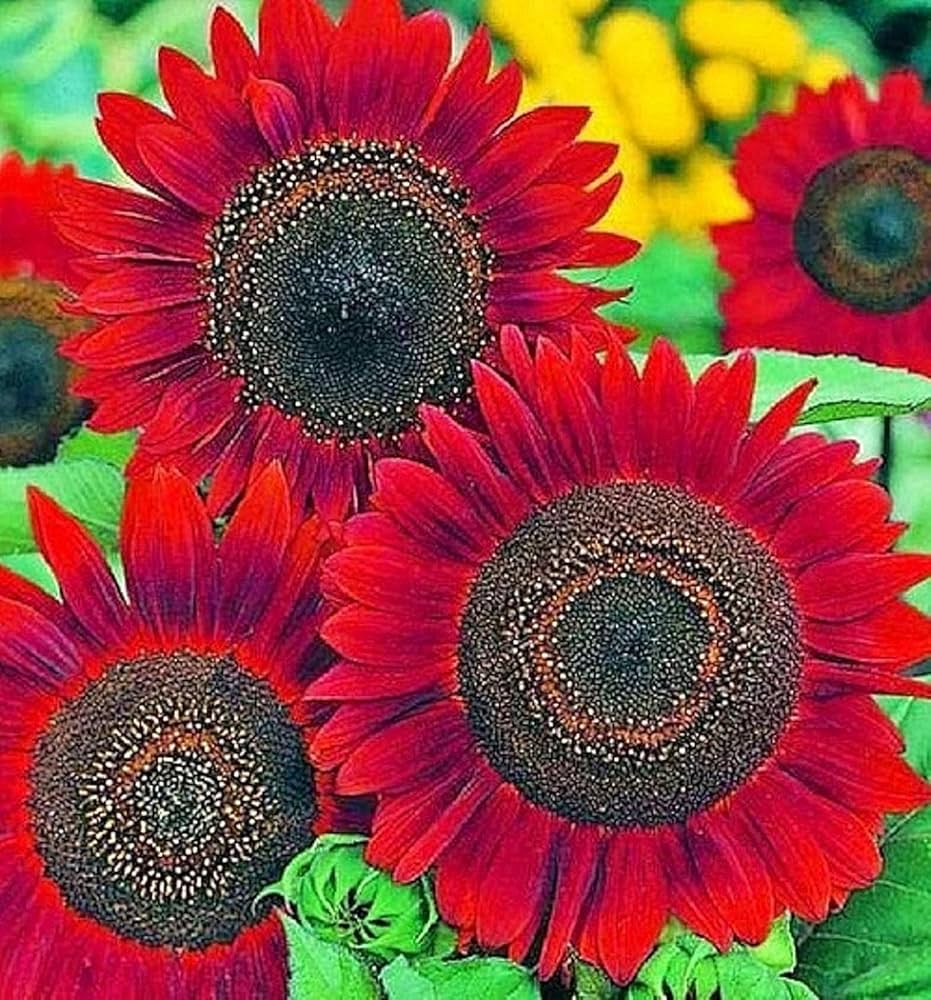 Red Heirloom Helianthus Sunflower Jerusalem Artichoke Flower Large Planting Flower Seeds