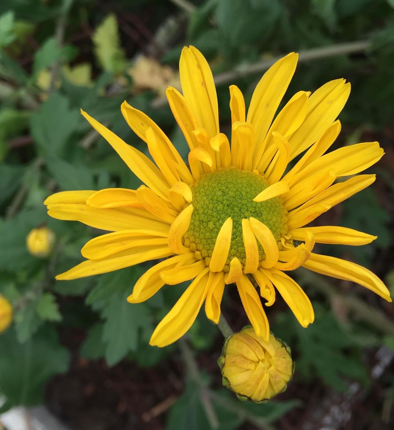 Yellow Armeria Flower Seeds