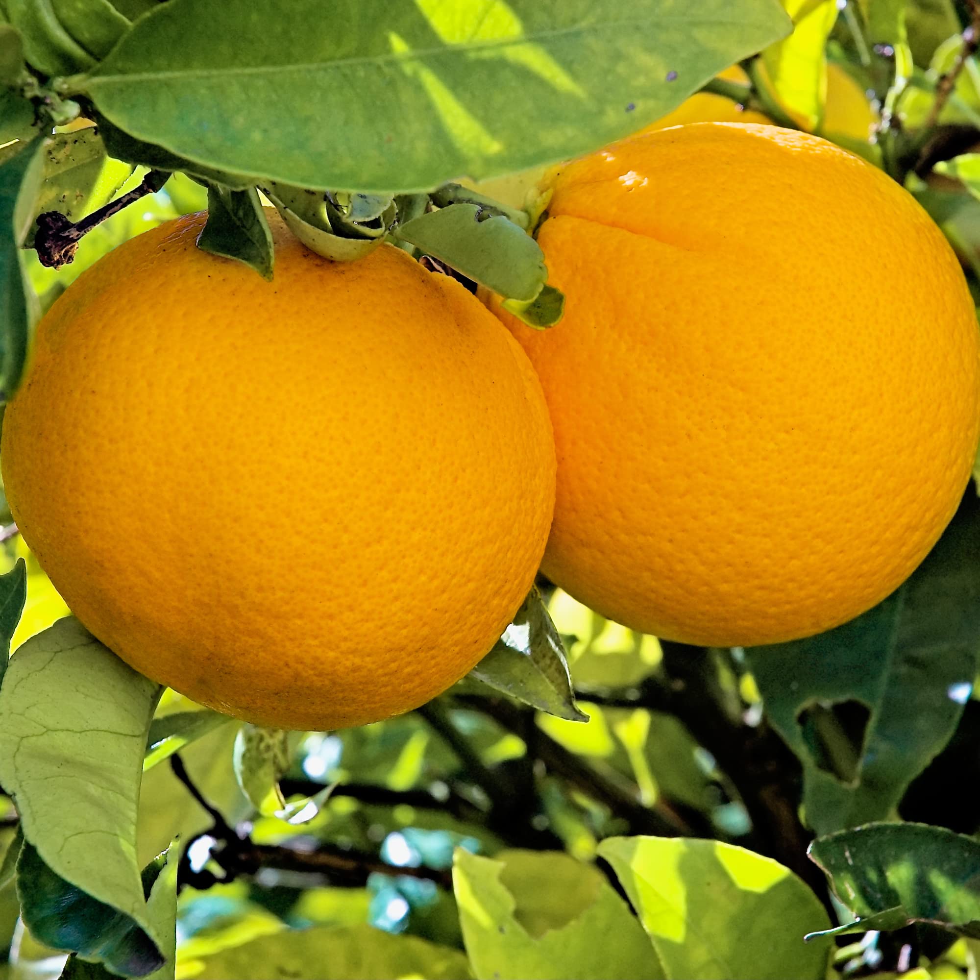 Dwarf Washington Navel Orange Tree
