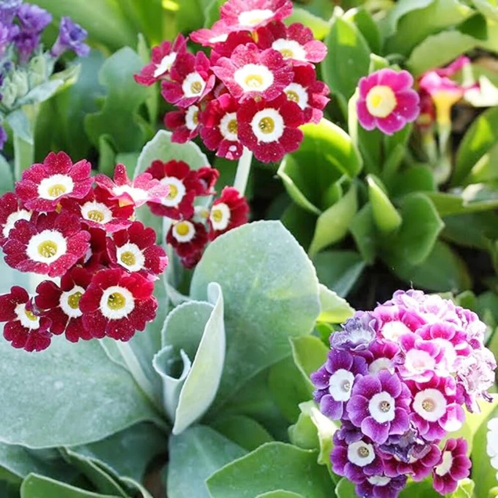Primula Auricula Flower Seeds – Rare Blooming Plants for Balcony & Outdoor Gardens