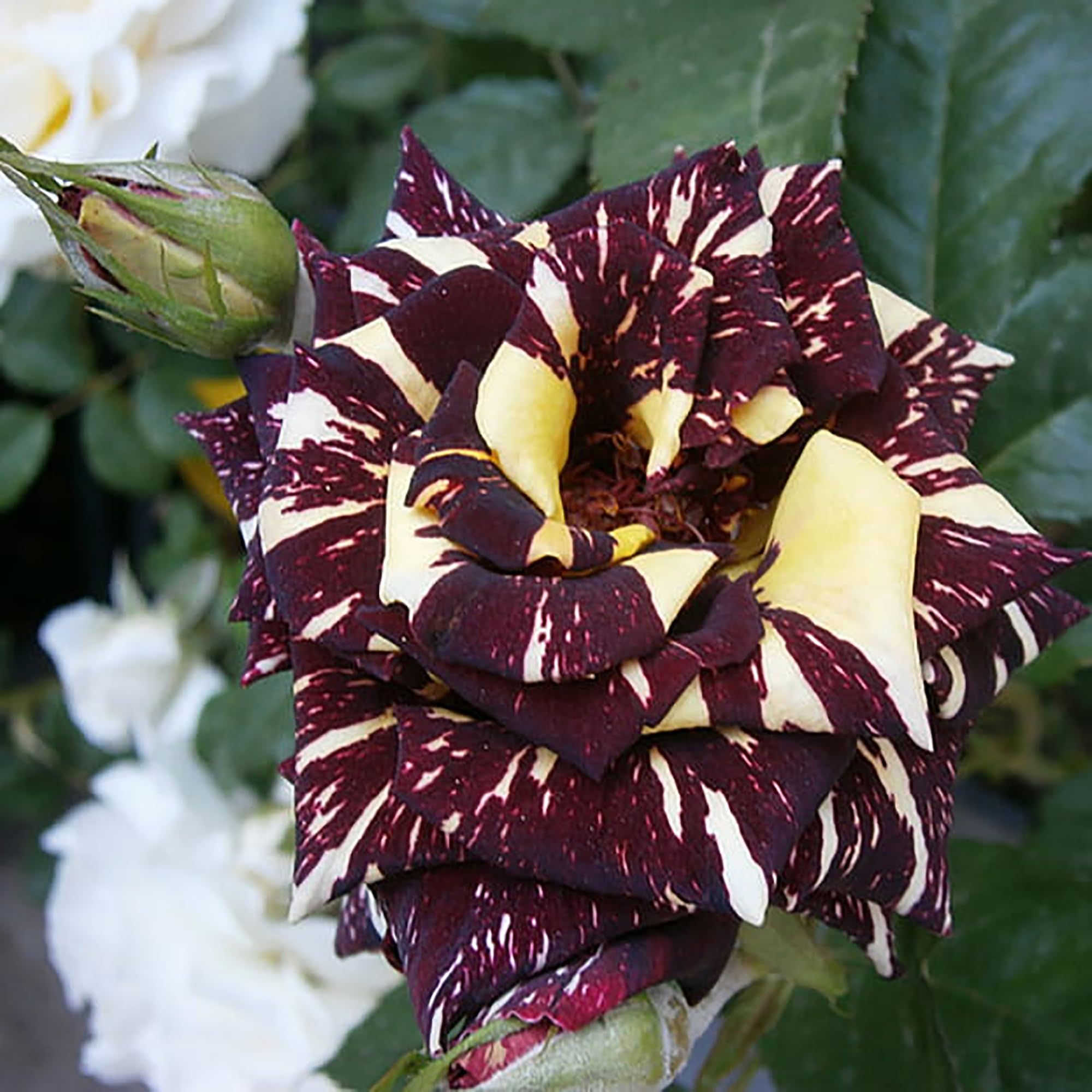 Dragon Rose Flower Seeds - Heirloom, Non GMO, High Germination, Organic Garden Seeds