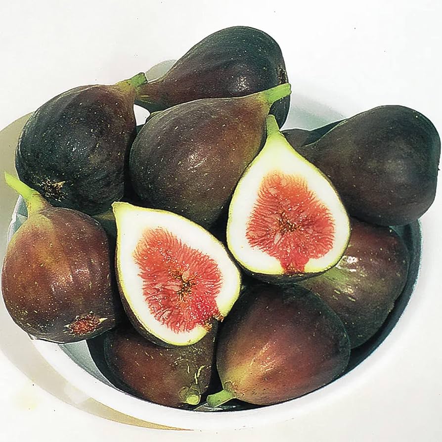 Fig Delicious Large Sweet Fruit