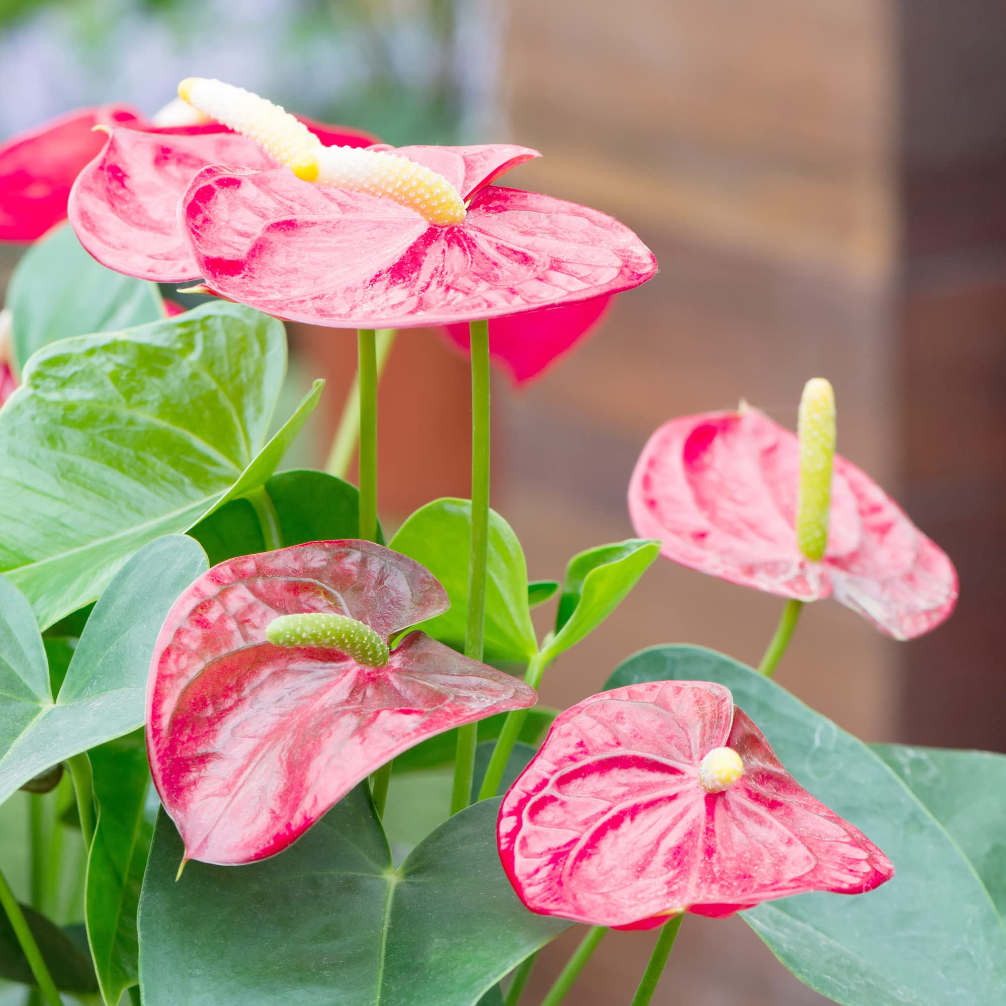 Anthurium Flower Vibrant Indoor Outdoor Garden Plants Flower Seeds