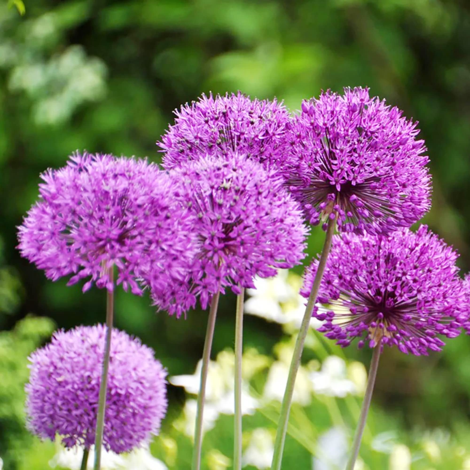 Giant Onion Allium Giganteum Flower Seeds