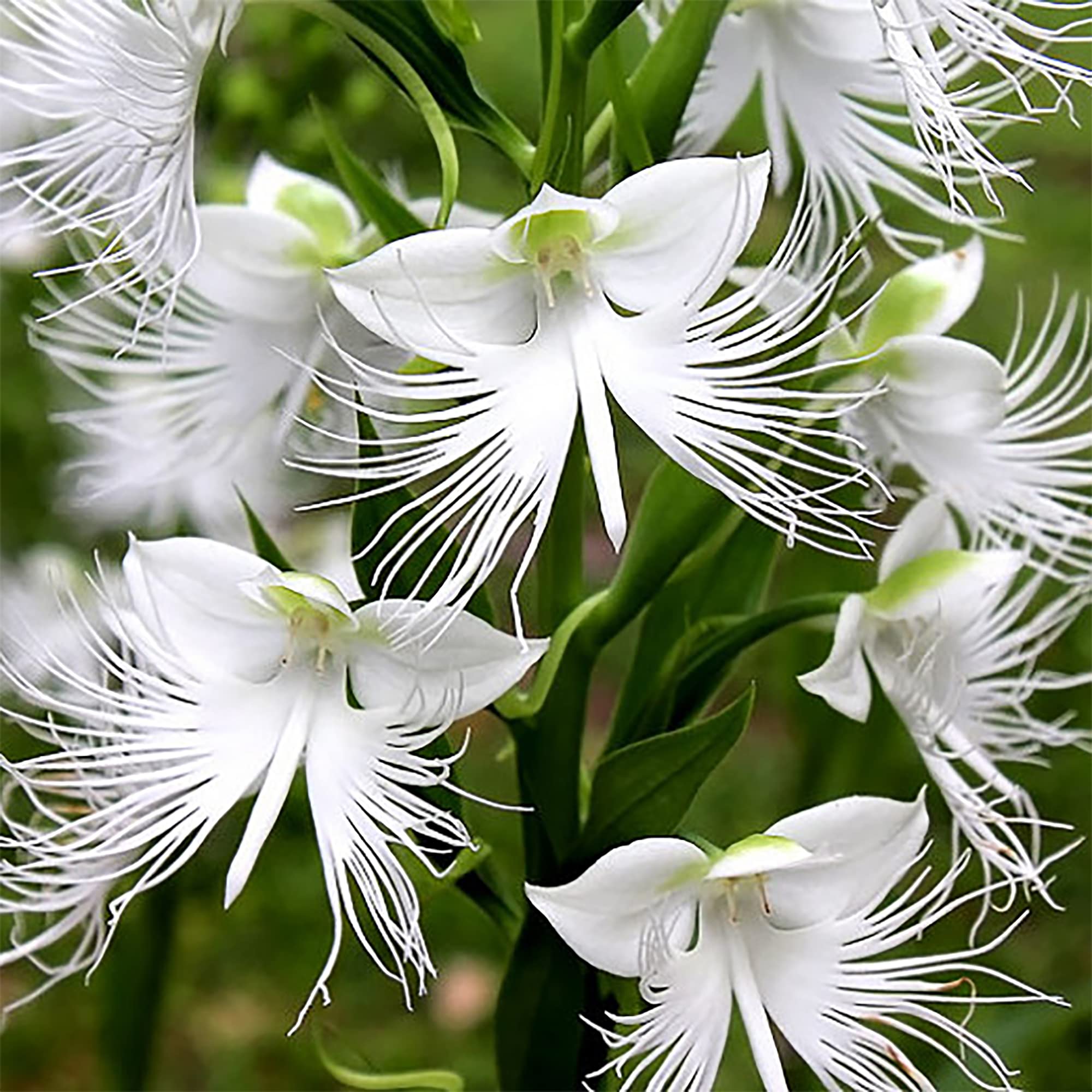 White Egret Orchid Flower Seeds – , , Seeds - Heirloom Non GMO Premium Flower Seeds for Home Garden Planting