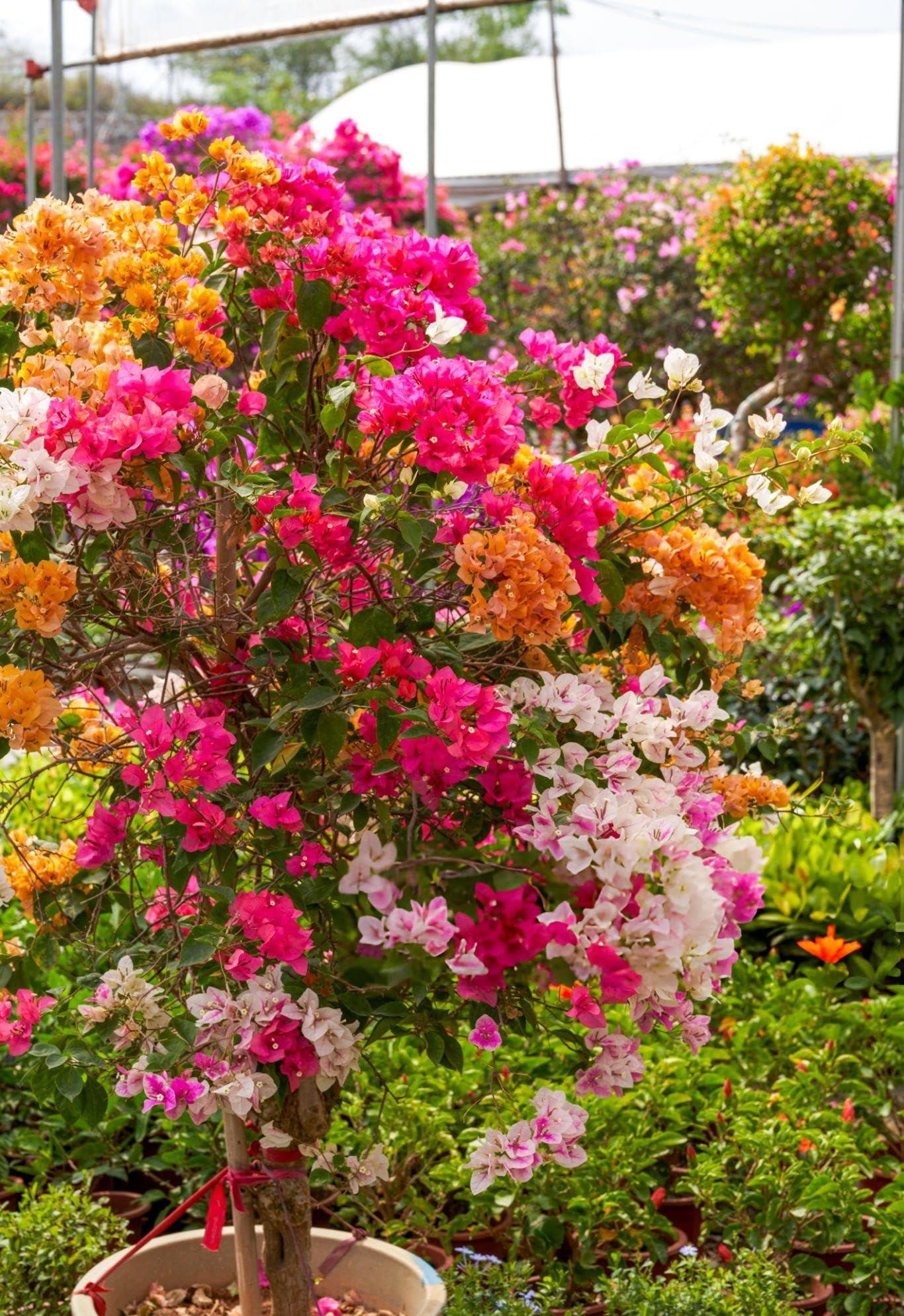 Bougainvillea Flower Bougainvillea Spp