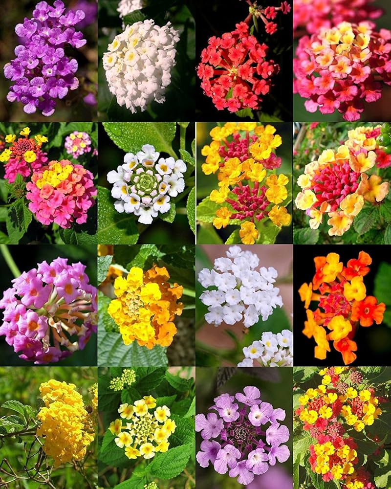 Mixed Lantana Flower Seeds – Heirloom, Non – GMO, High Germination Seeds - Heirloom Non GMO High Germination Organic Gar