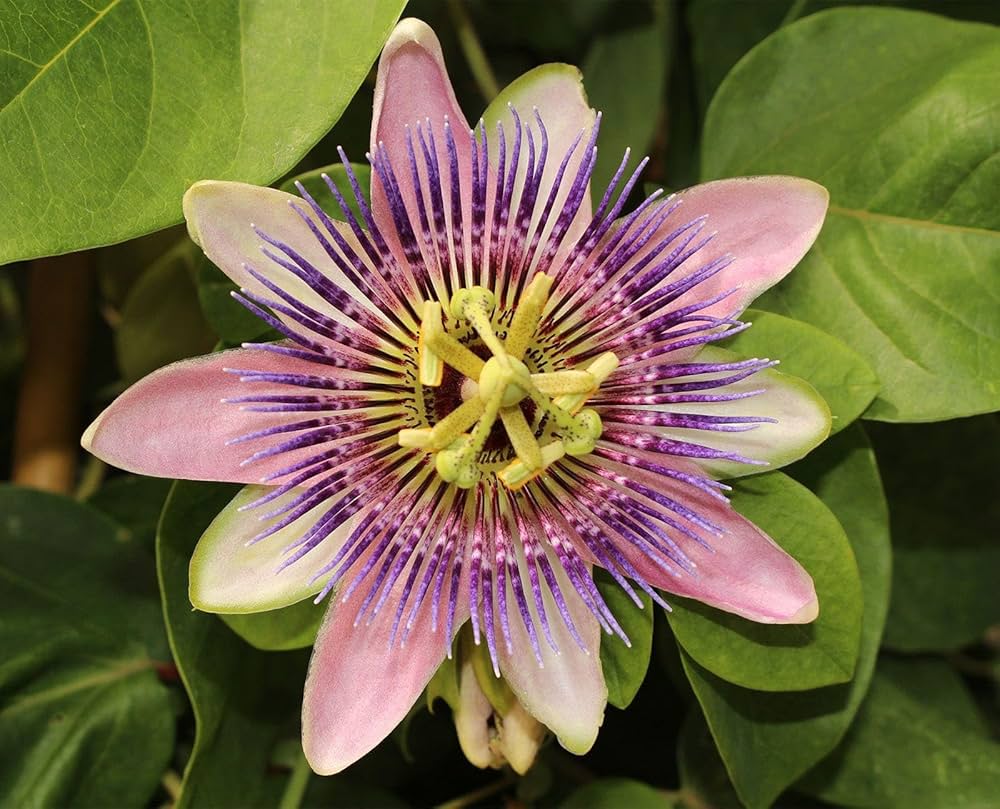passionflower passiflora incarnata trellis garden pollinator space