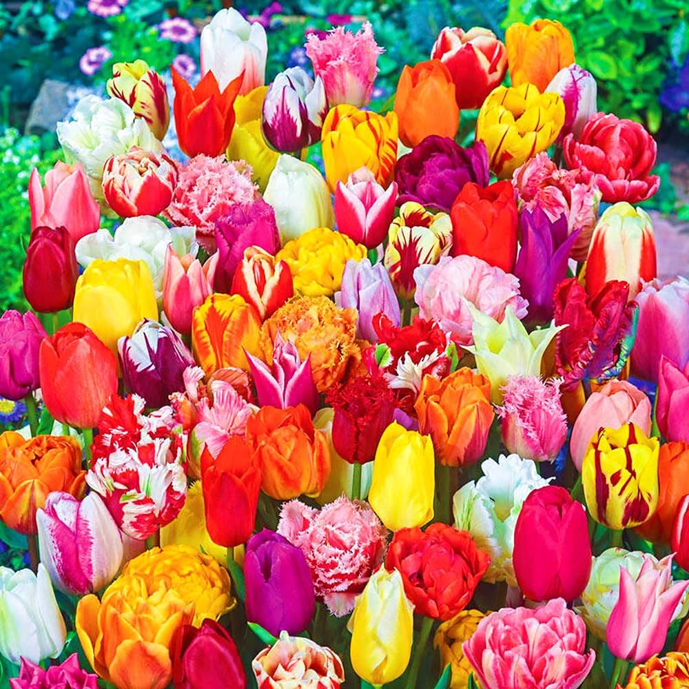 Mixed Tulip Flower Seeds - Heirloom Non GMO High Germination Garden Planting Seeds