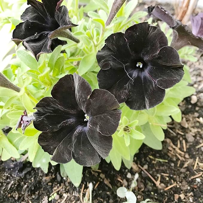 Black Petunia Flower Seeds