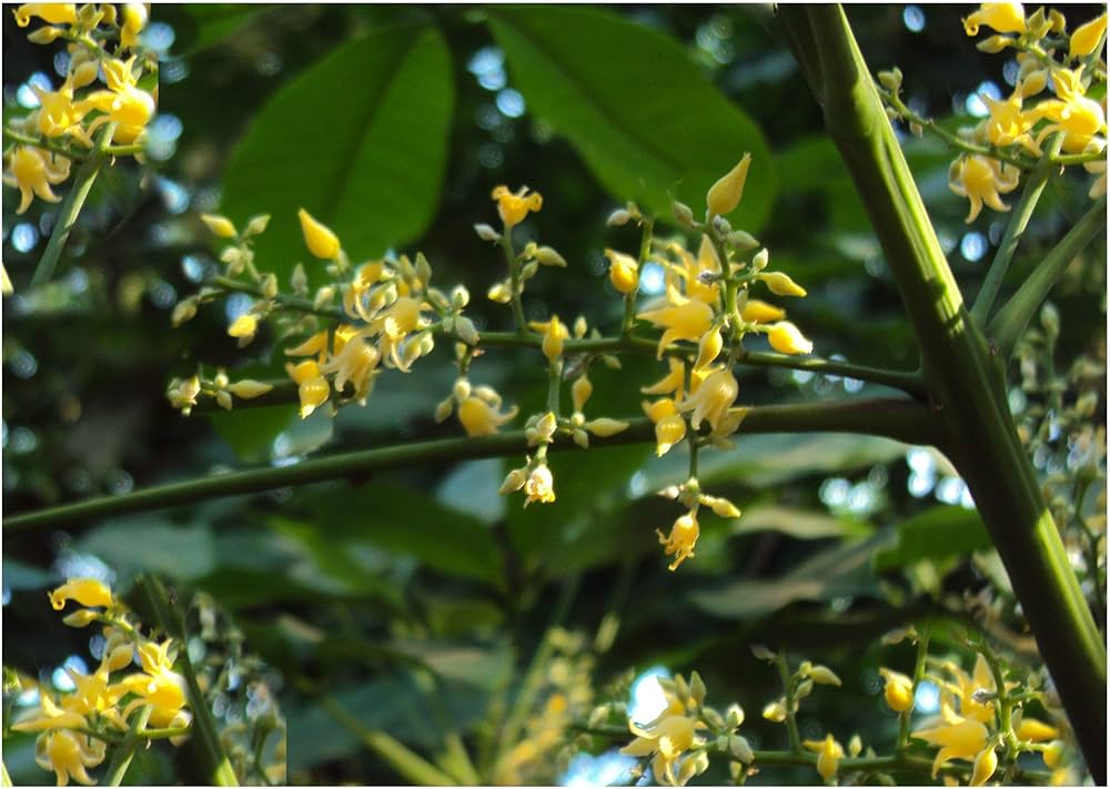 Yellow Hevea Brasiliensis Para Rubber Tropical Gardening And Fragrant Flowers Flower Seeds