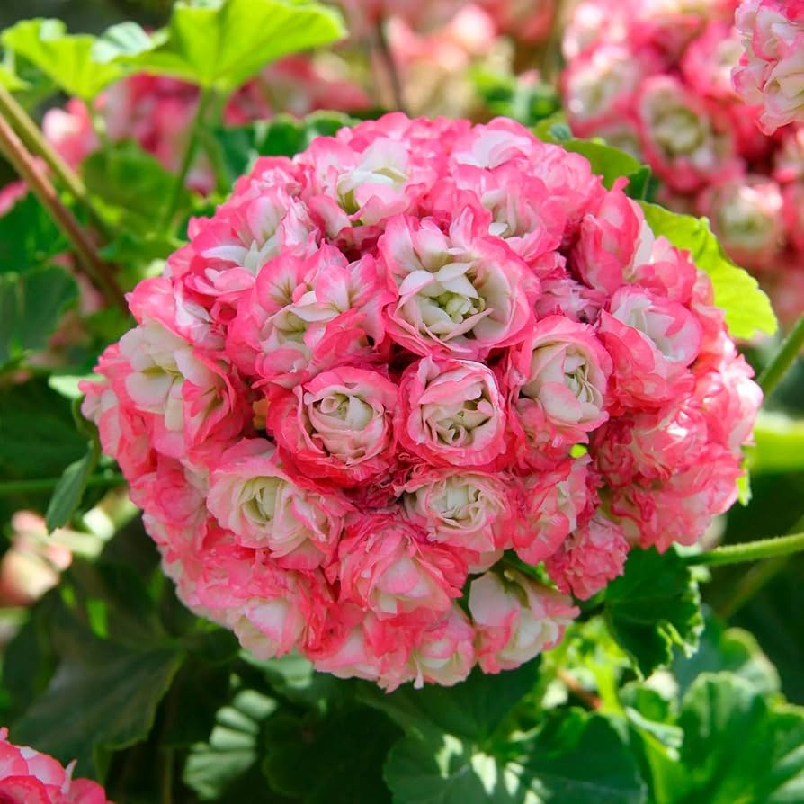 Aptenia cordifolia Flower Seeds - Heirloom Non GMO Premium Garden Seeds for Planting