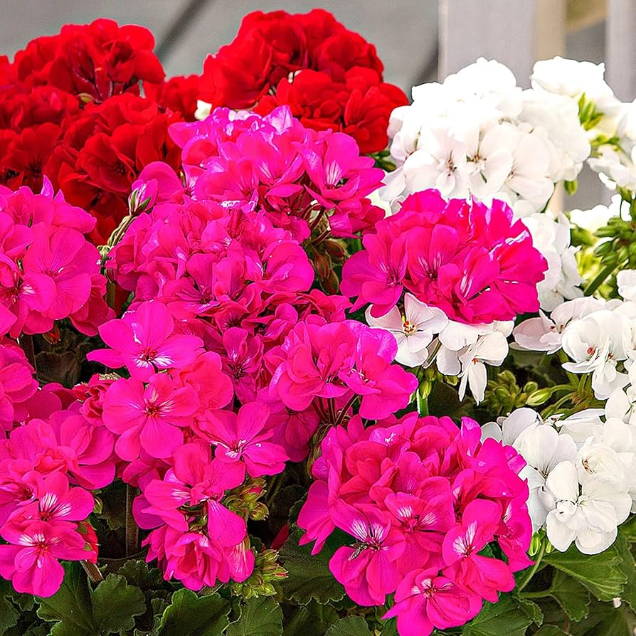 Edge Geranium Flower Pelargonium Hortorum