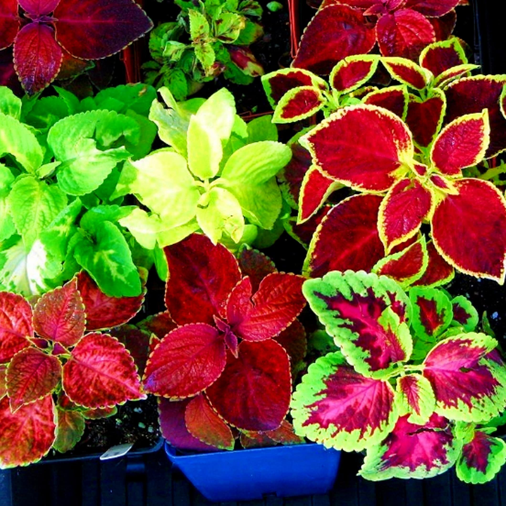 Hellgelb Rainbow Mix Coleus Colorful Variegated Garden Foliage Flower Seeds