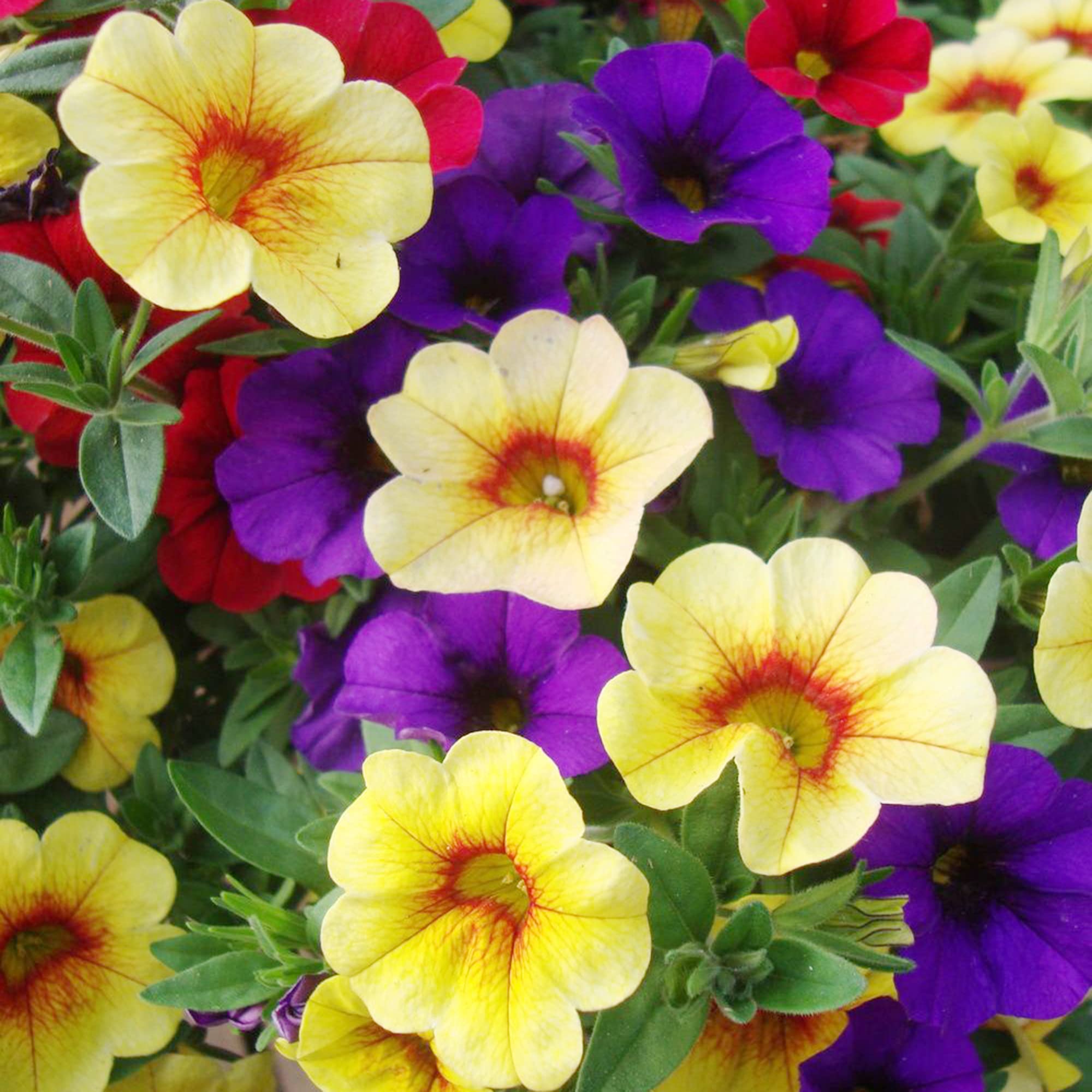 calibrachoa flower parviflora hanging basket bed Fruit