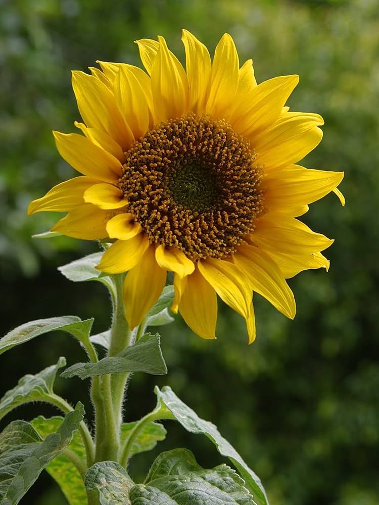sunflower organic helianthus annuus Fruit Seeds