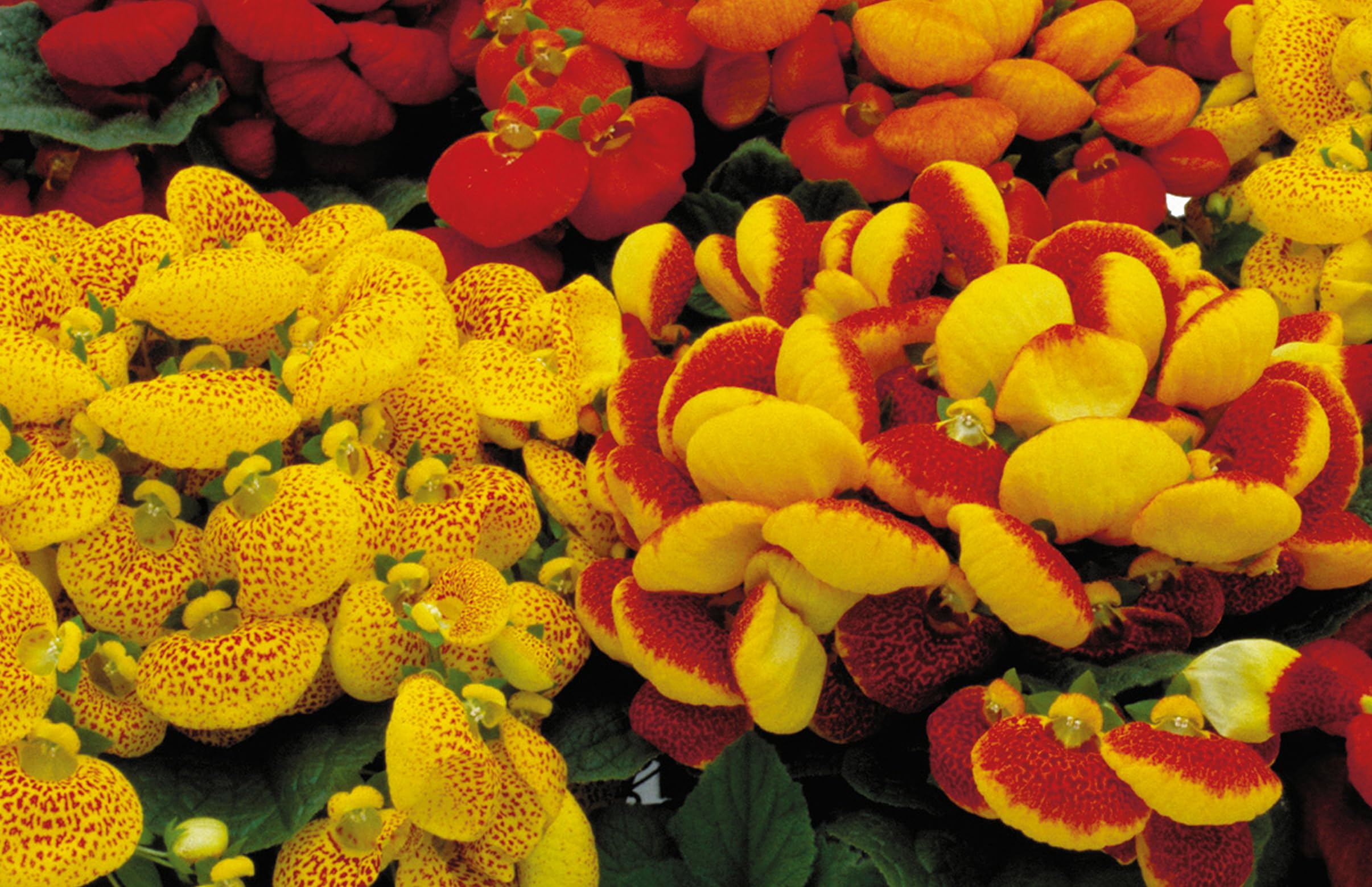 Mixed Calceolaria Flower Seeds for Planting | Heirloom Non - Heirloom Non GMO Flower Seeds, Premium High Germination Gar