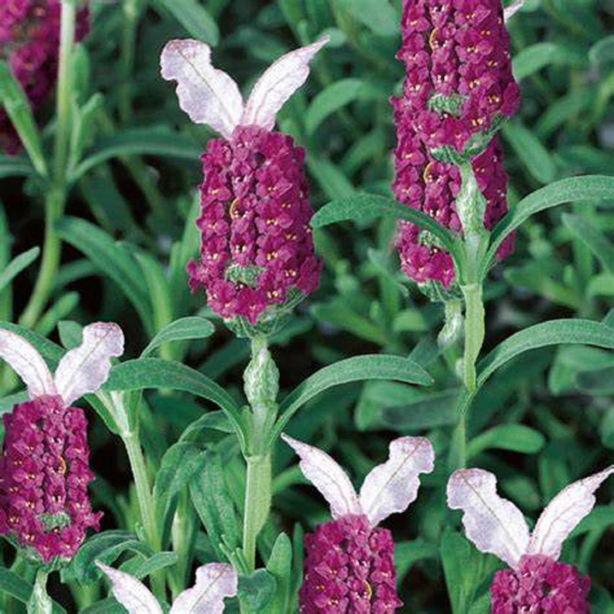 Red Lavender Usa