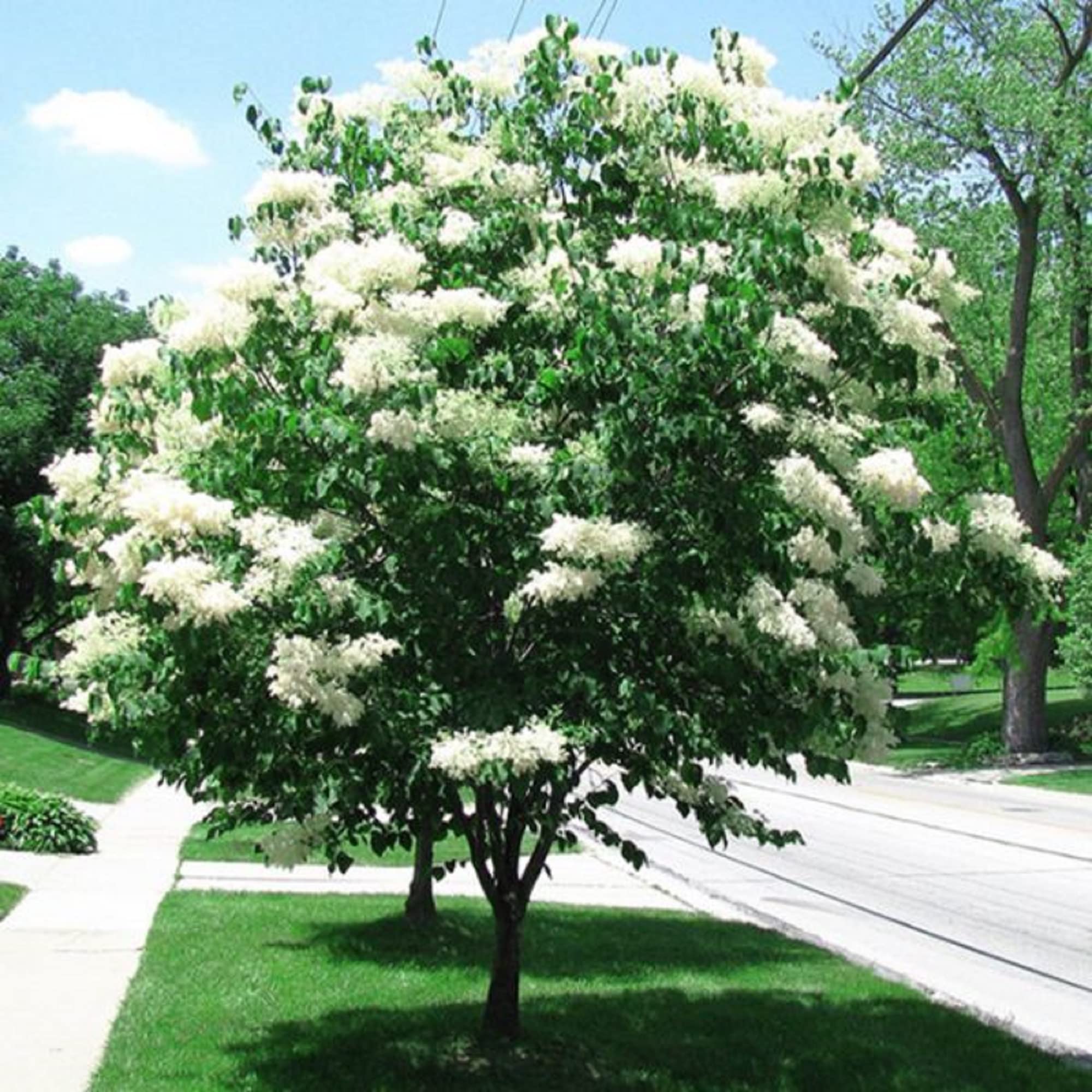 Japanese Lilac Tree Syringa Reticulata