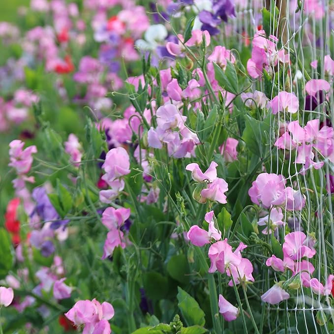 sweet pea lathyrus odoratus flower in bed