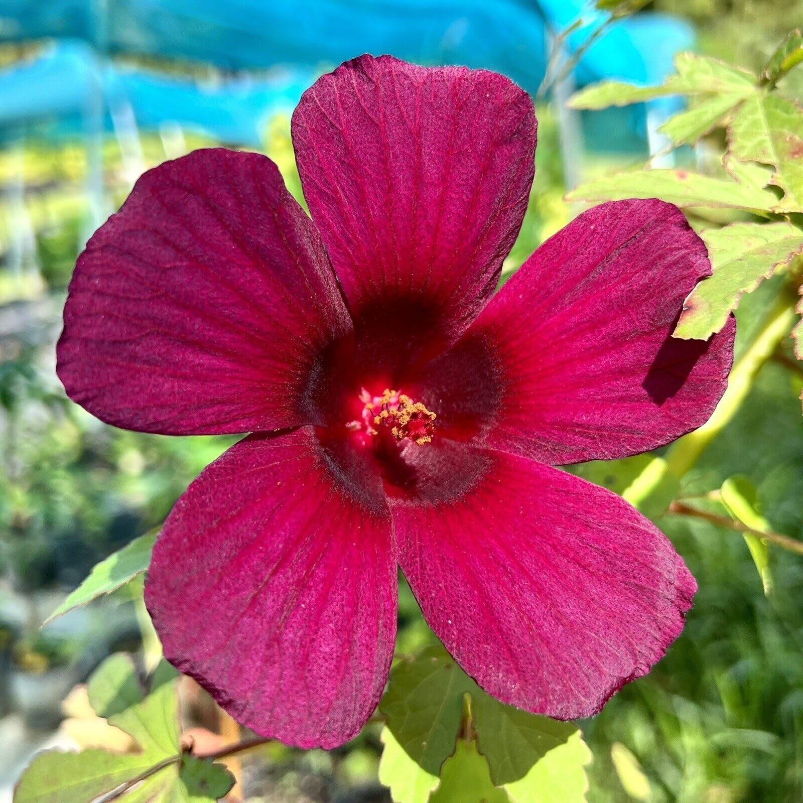Red Hibiscus Sabdariffa Roselle Flowers And Drought Tolerant Ornamental