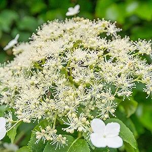 hydrangea bonsai viburnum garden flowers for home