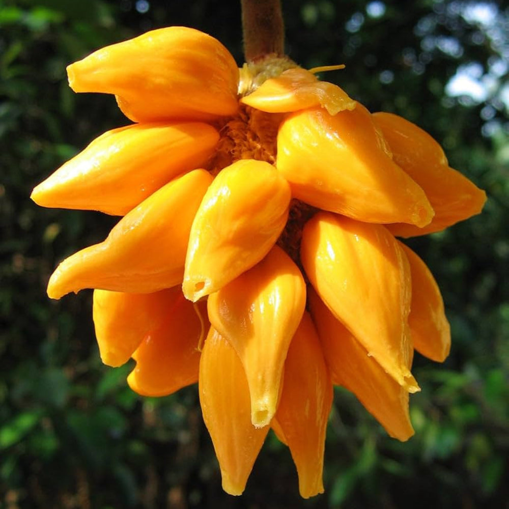 orange jackfruit for planting large sweet jackfruits a bountiful harvest gmo free Fruit seeds