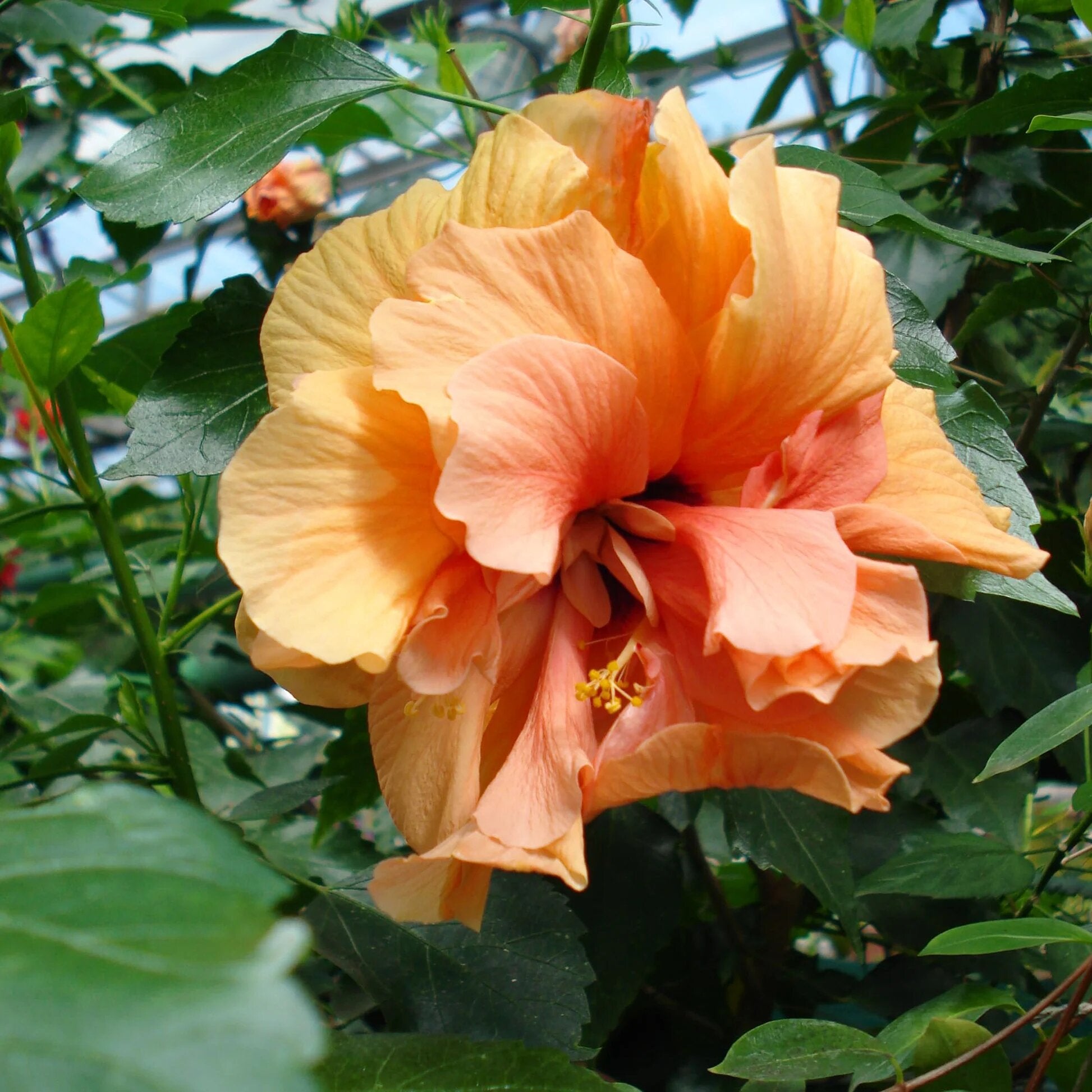 Orange Double Hibiscus Flower Seeds