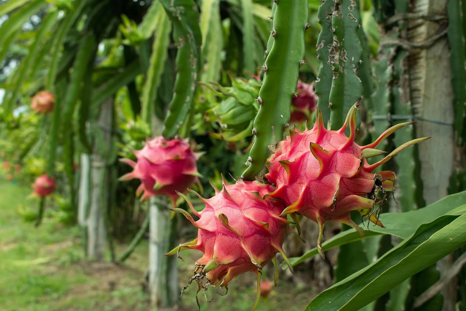 Dragon Cactus Fruit Growing Colorful Fruits At Home And Fruit Seeds