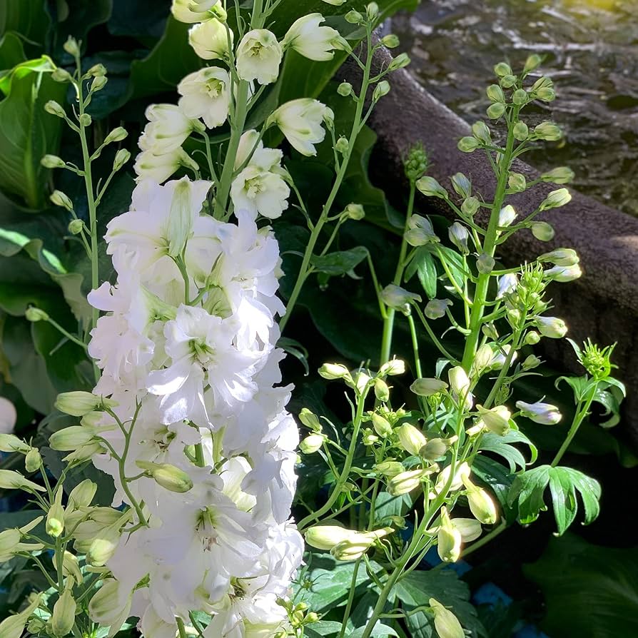 White Giant Delphinium