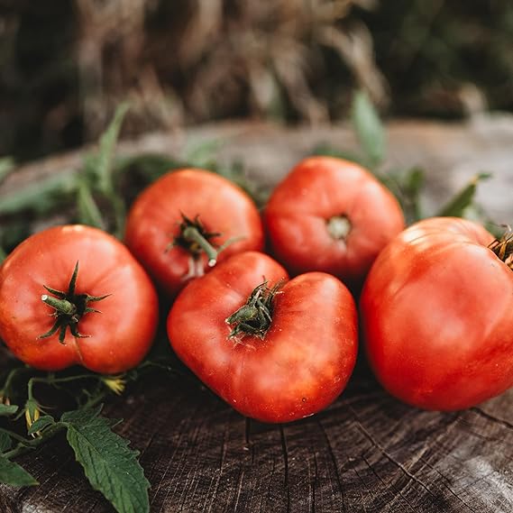 tomato vegetable solanum lycopersicum in patch Fruit