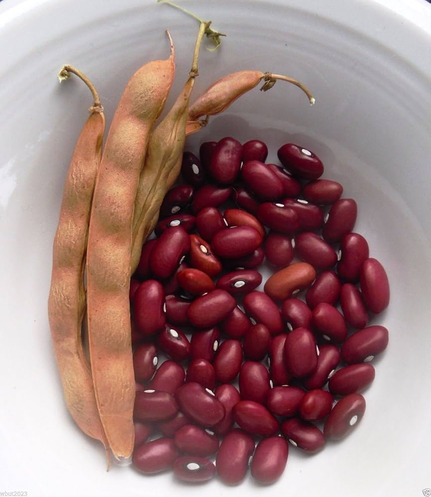 Red Heirloom Non Gmo Dark Kidney Beans High Yield Nutritious Beans Flower vegetable seeds Home Garden for kitchen garden planting