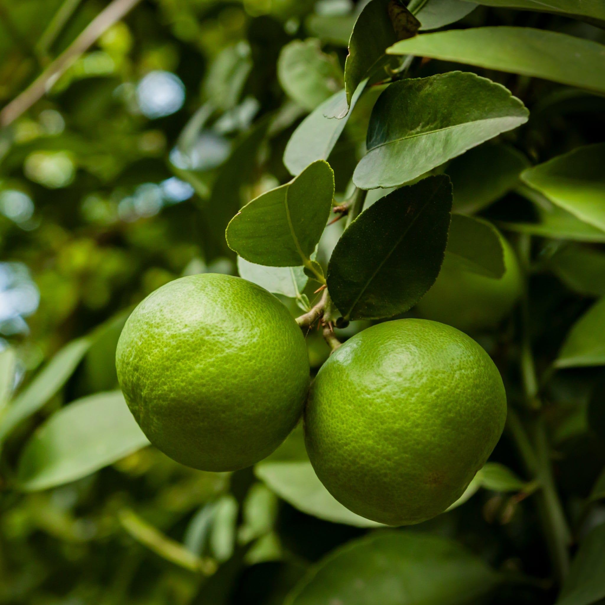 lime fruit ideal for growing limes in your home garden Fruit seeds