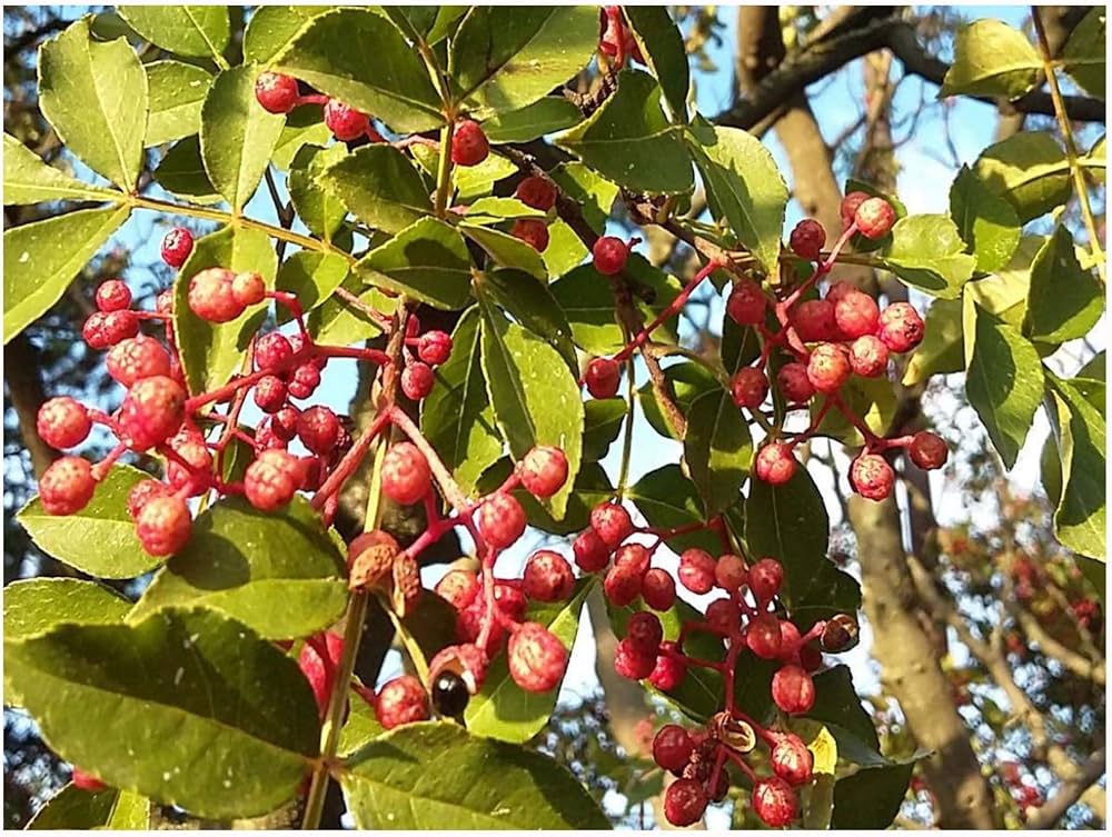 chinese pepper zanthoxylum simulans spice garden edible