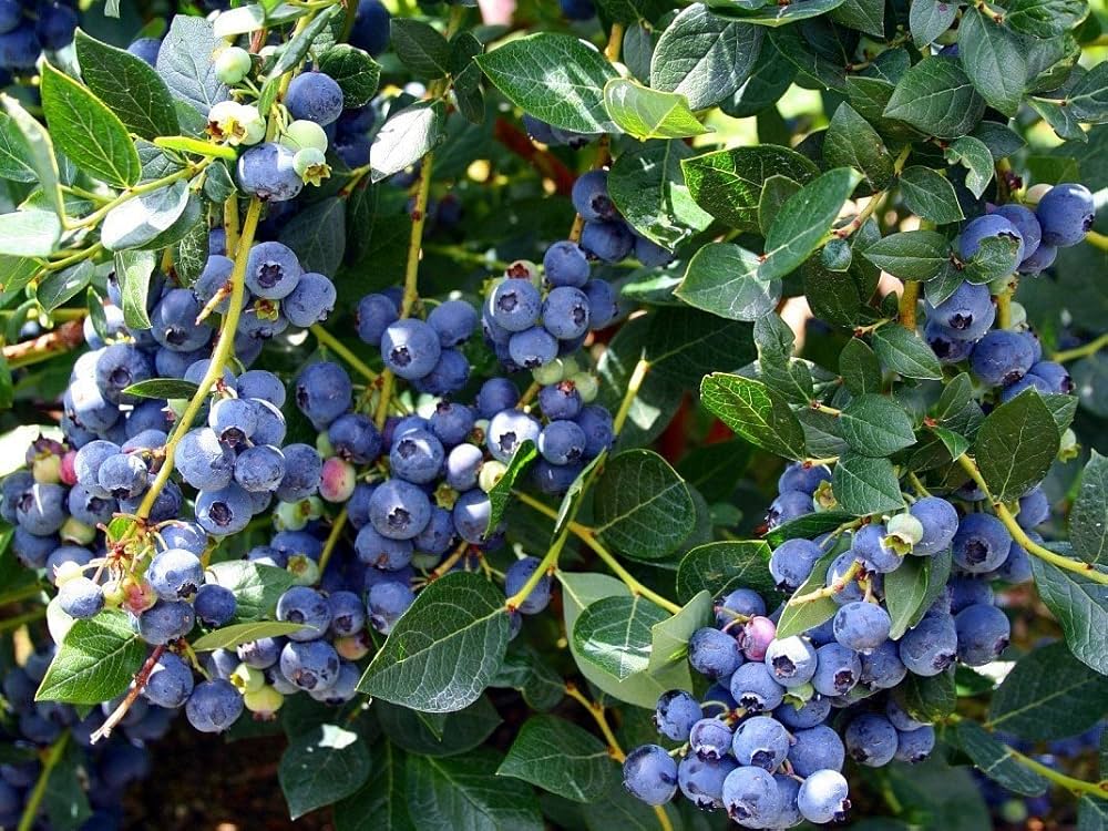 Higarden Blueberry Fruit Balcony Bonsai