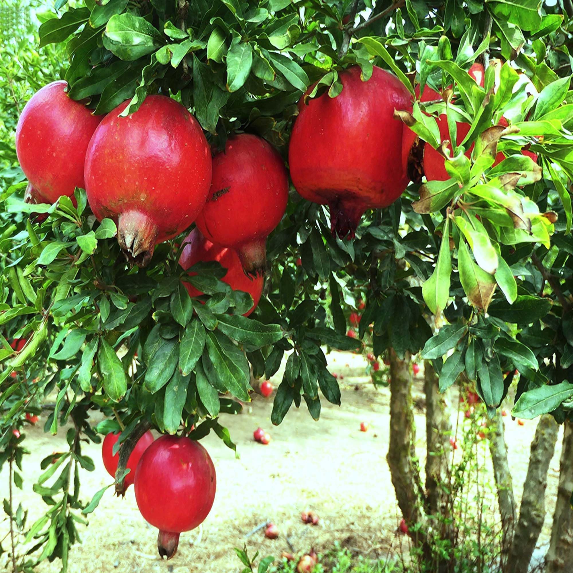 Granada Pomegranate Tree Punica Granatum