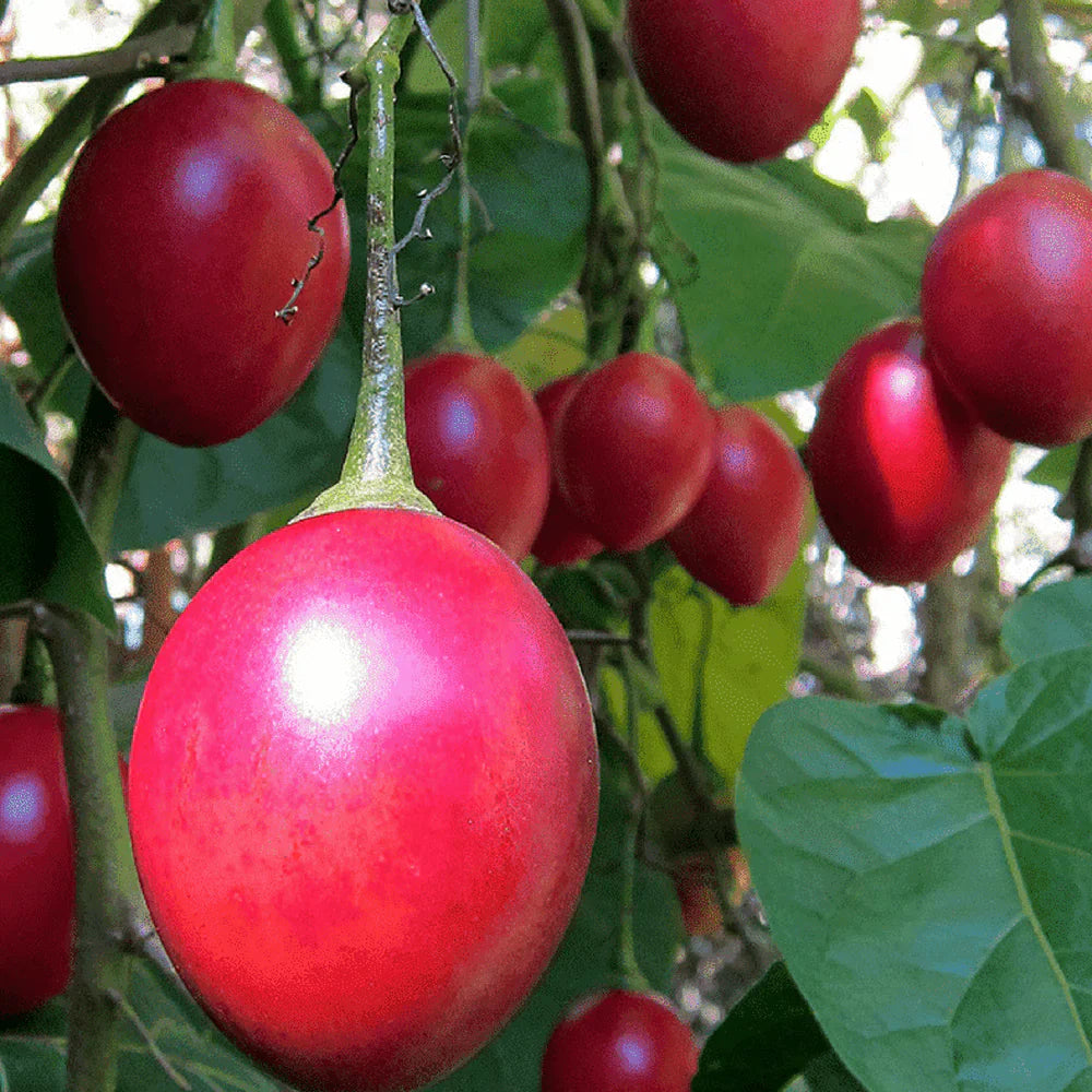 Cyphomandra Betacea Fruit Set Exotic Trees Fruit Seeds
