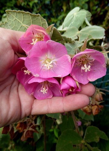 Pink Dombeya Burgessiae – Heirloom, Non GMO, High Germination Flower Seeds - Heirloom Non GMO High Germination Garden