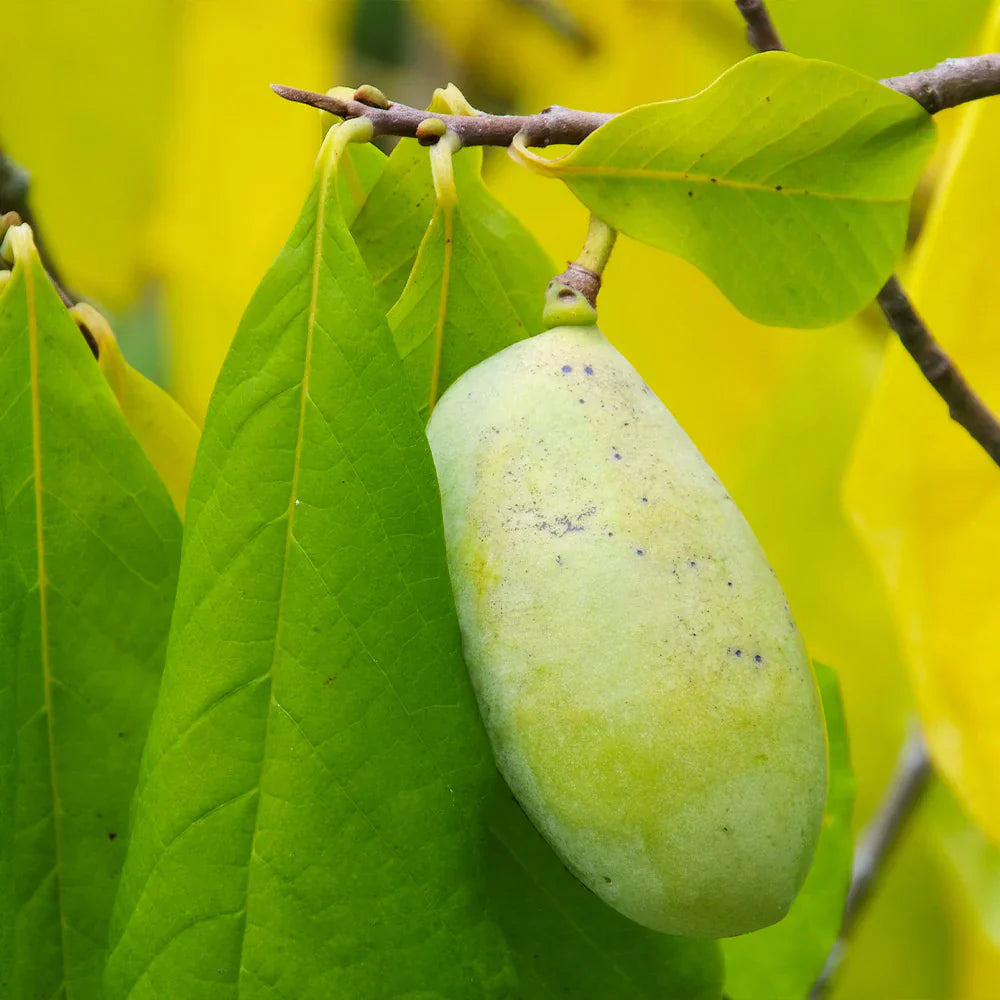 Paw Fruit Exotic Tropical Fruits Fruit Seeds