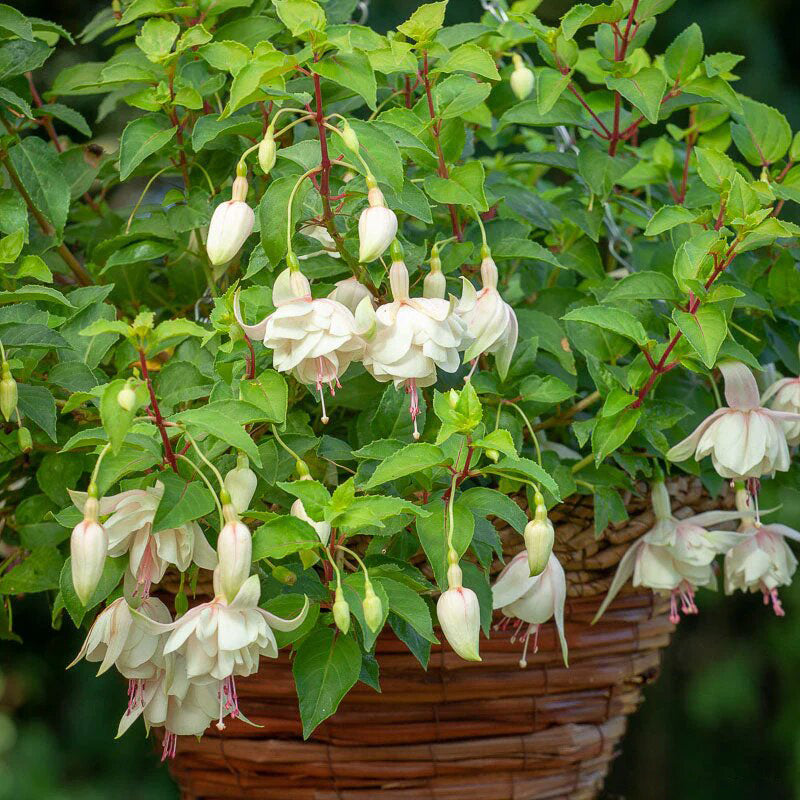 Fuchsia Flower Seeds