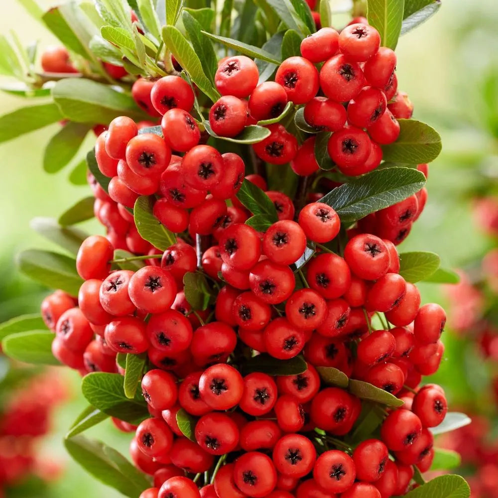 red sorbus sibirica fruit hardy and Fruit Seeds