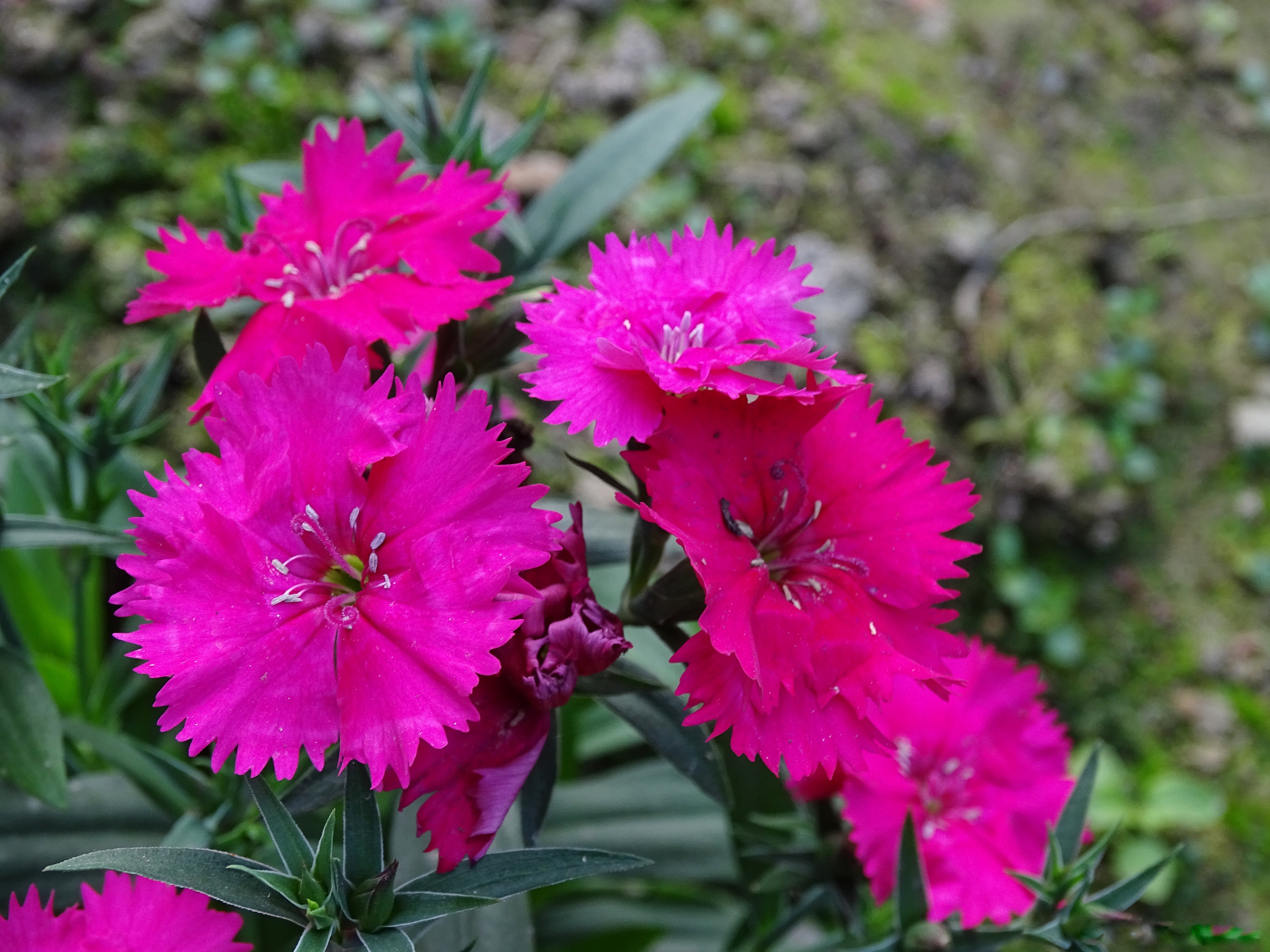 Dianthus Caryophyllus Flower Seeds