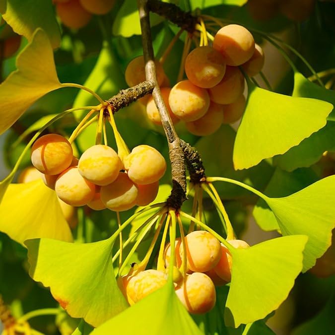 Biloba Fruit Collection Hardy Trees Fruit Seeds