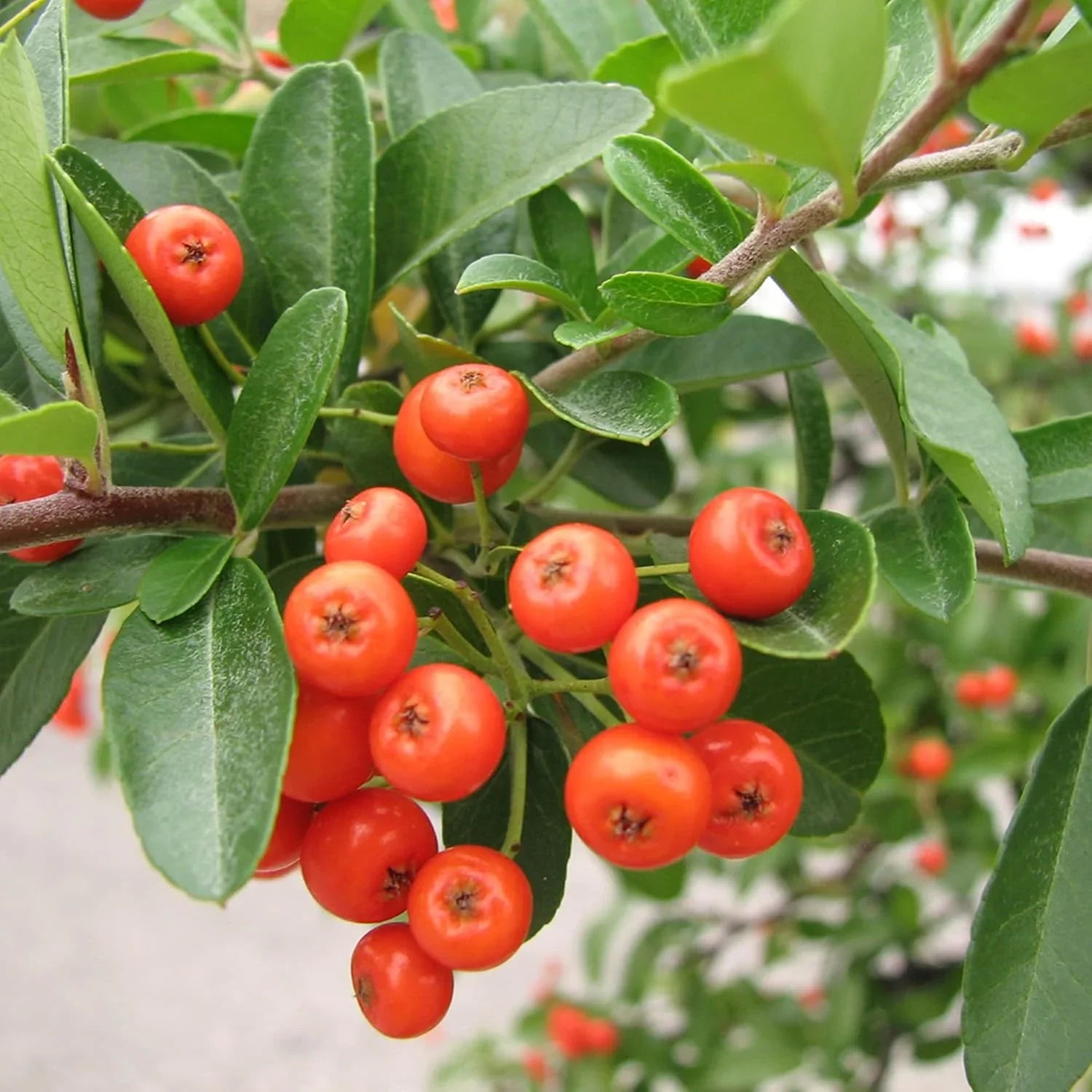 Scarlet Firethorn Fruit Spicy Tart Berries Fruit Seeds